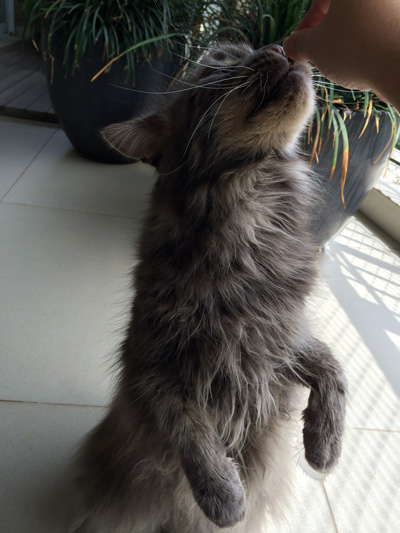 adestramento e consultoria comportamental para gatos