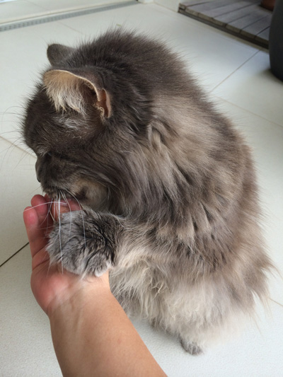 adestramento e comportamento para gatos