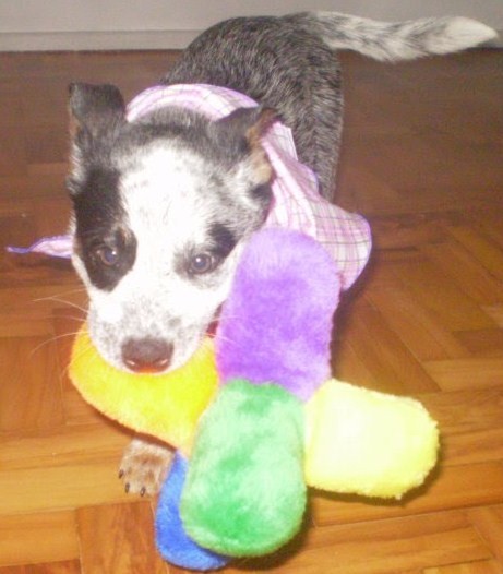 puppy class - Aulas para filhotes de cachorro