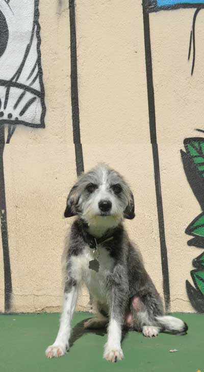 Hotel para cachorros