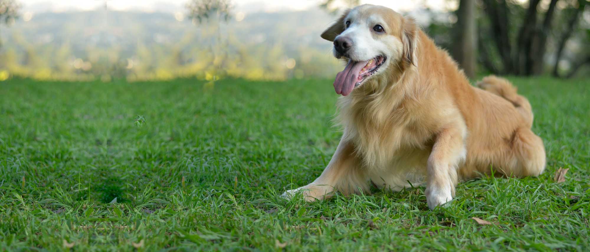 Adestramento Zona Leste SP