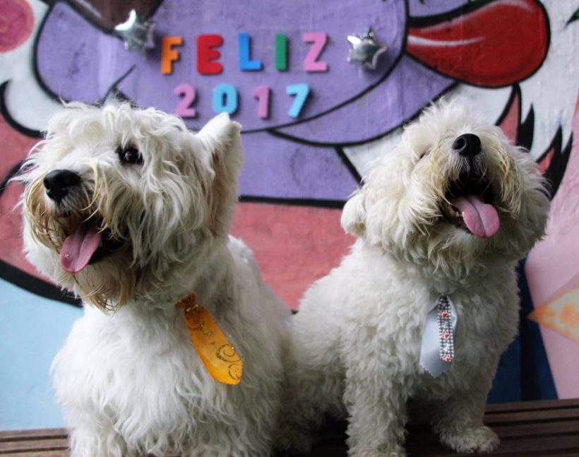 Feliz 2017 – Reveillon no Hotel para Cachorros Amigos do Zorikão